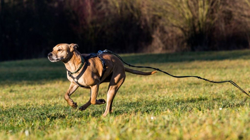 dog running loose