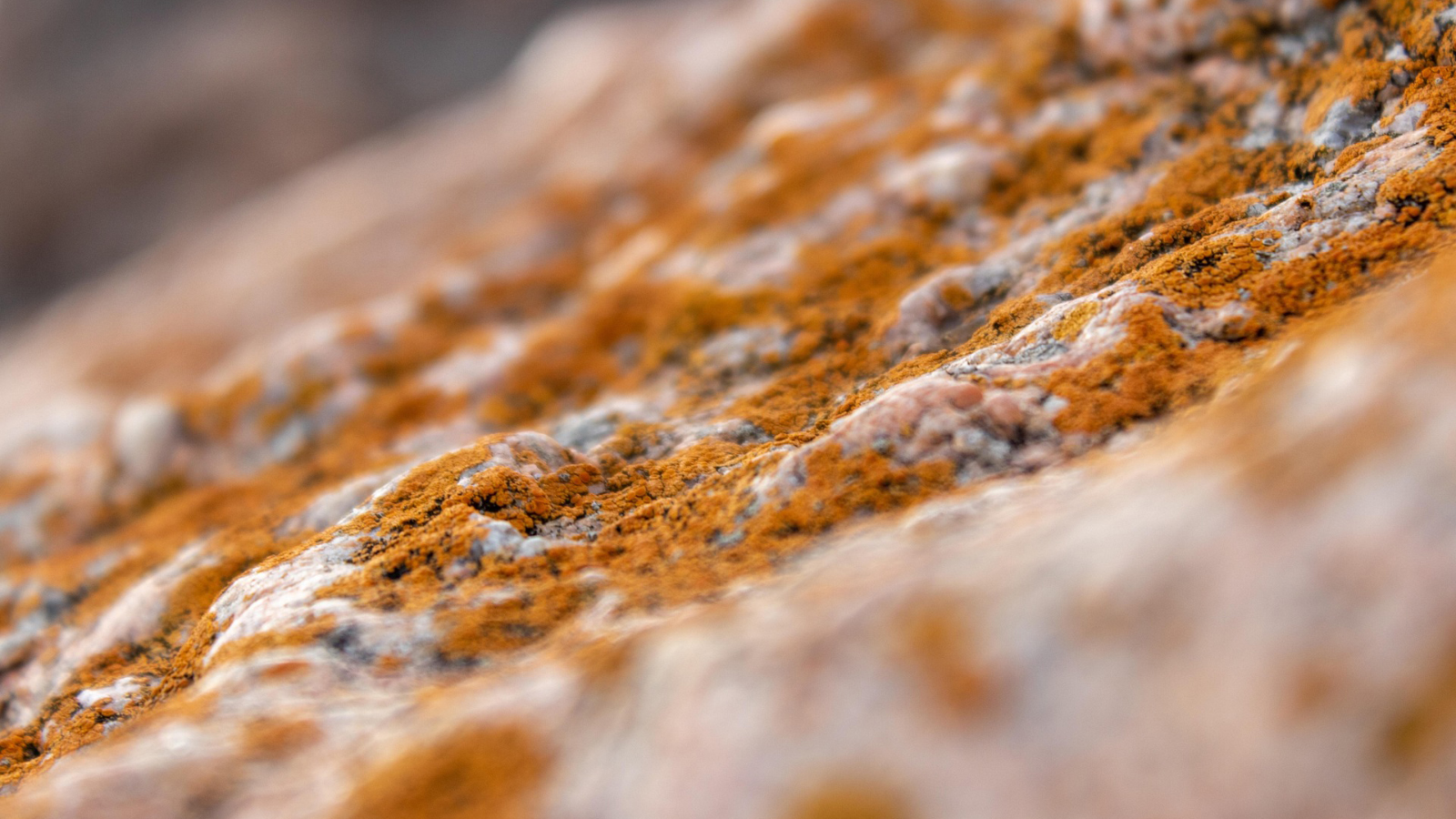 Student Says Landlord Ignored Mold Problem in Her Rental, So She Calls an Inspector A close-up of some mold