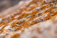 Student Says Landlord Ignored Mold Problem in Her Rental, So She Calls an Inspector