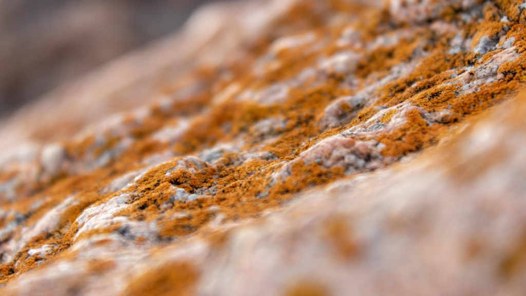 A close-up of some mold