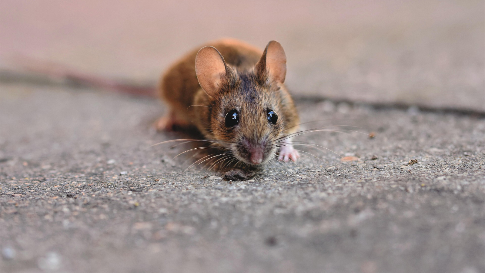 Tenants Say Landlord Ignored Mice Problem, So They Take Matters Into Their Own Hands Before Leaving A very small mouse