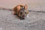 Tenants Say Landlord Ignored Mice Problem, So They Take Matters Into Their Own Hands Before Leaving