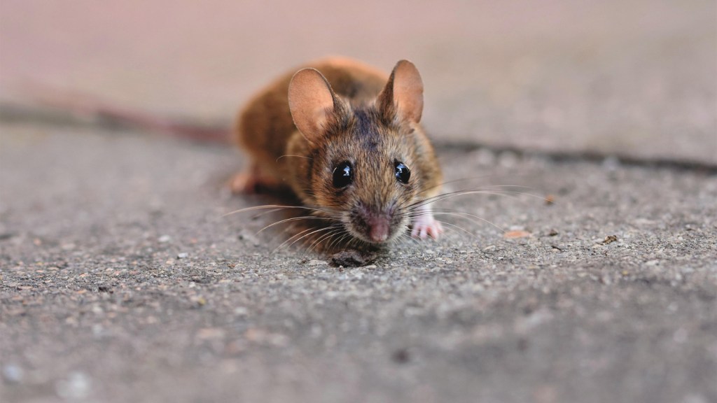 A very small mouse