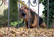 An Apartment Nightmare Harassed Neighbors with His Aggressive Dog—Until a Fed-Up Renter Found the Police Report That Got Him Evicted