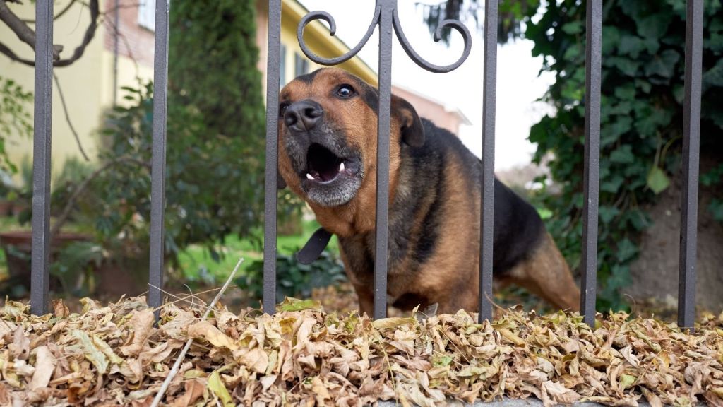 dog barking through fence