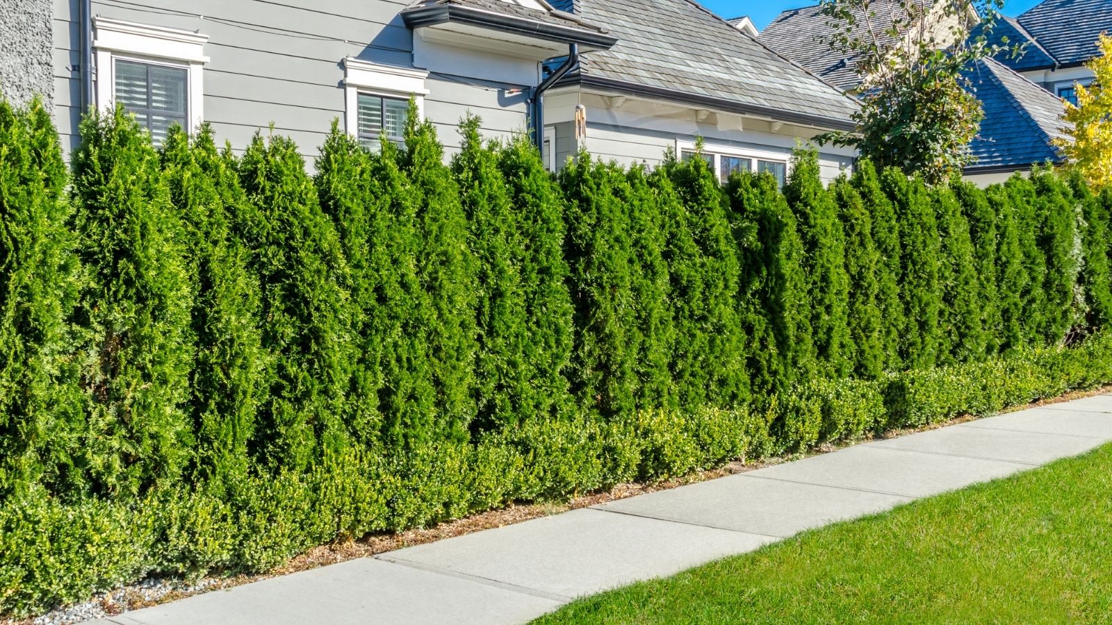 hedge between neighbors