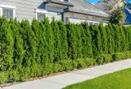 His Neighbors Kept Driving Over His Hedge — So He Replanted It With Metal Hidden Inside