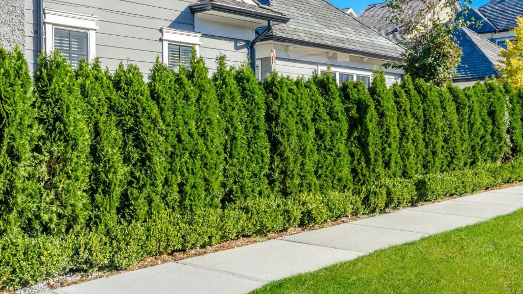 hedge between neighbors