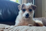 Teenager, Her Boyfriend, And Brother Name New Family Dog Nugget And Refuse To Rename It After Her Parents Ask