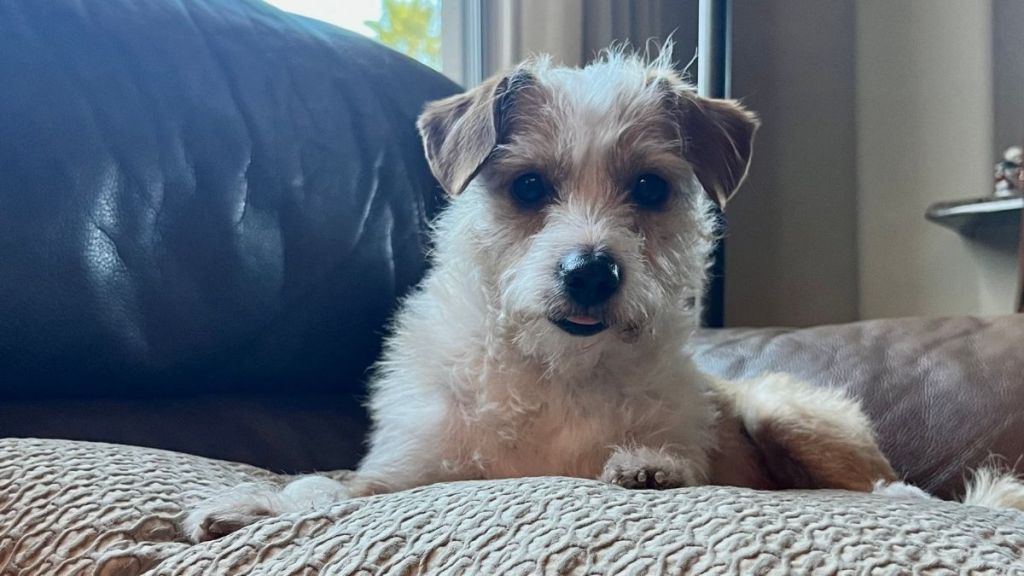 small terrier on the couch