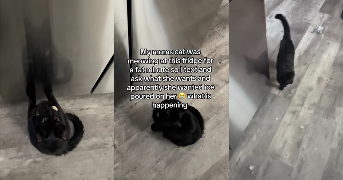 A Confused Pet Sitter Spent Hours Trying to Quiet a Meowing Cat—Until She Decoded His Absurd Fridge Obsession cat in a kitchen