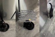 A Confused Pet Sitter Spent Hours Trying to Quiet a Meowing Cat—Until She Decoded His Absurd Fridge Obsession