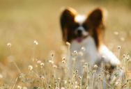 Man Reports His Neighbor To The Condo Board After They Let Their Dog Use Shared Spaces As A Bathroom, But He Skips Talking To Them First And Starts Questioning If He Should Have