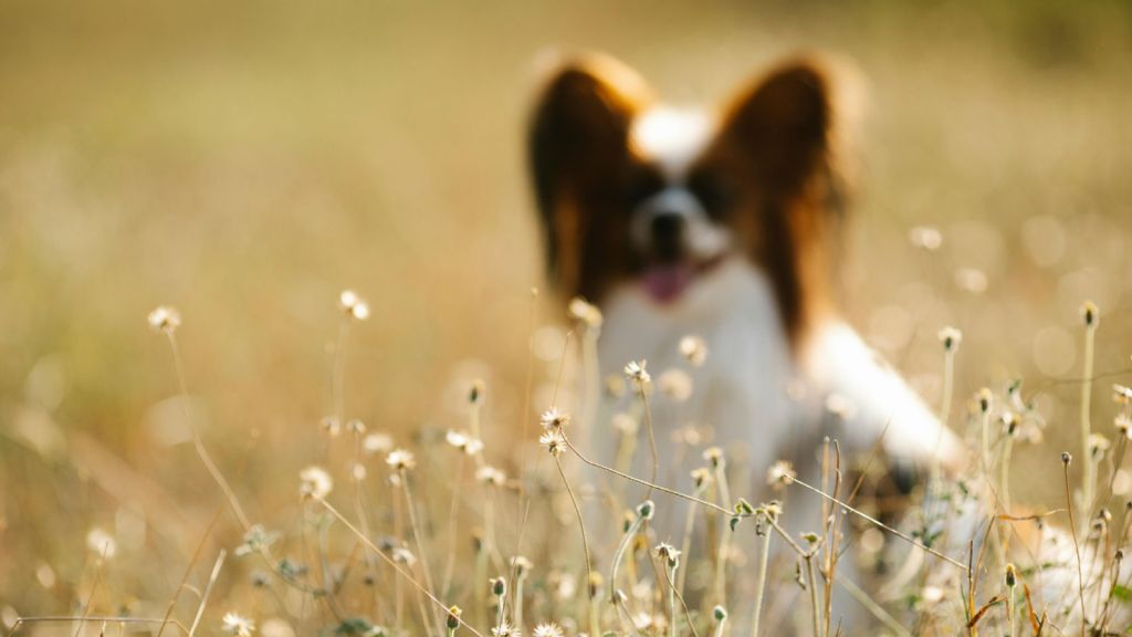 papillon in a field outdoors