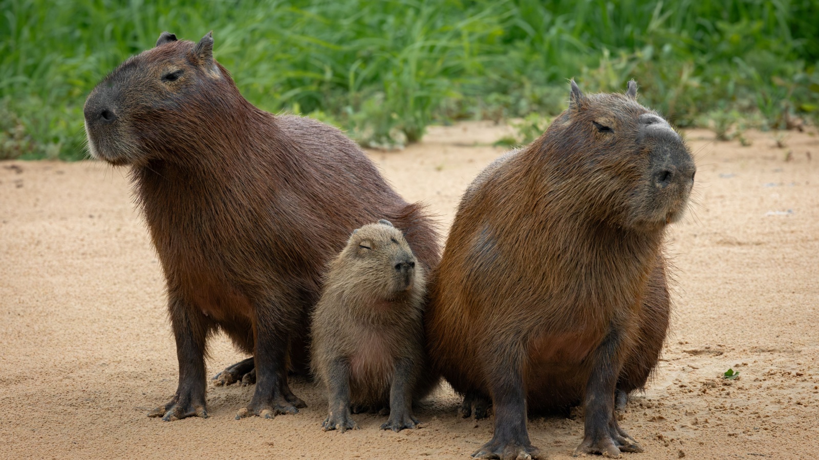 Meet The Largest Rodent Ever, Which Some Experts Say Weighed More Than ...