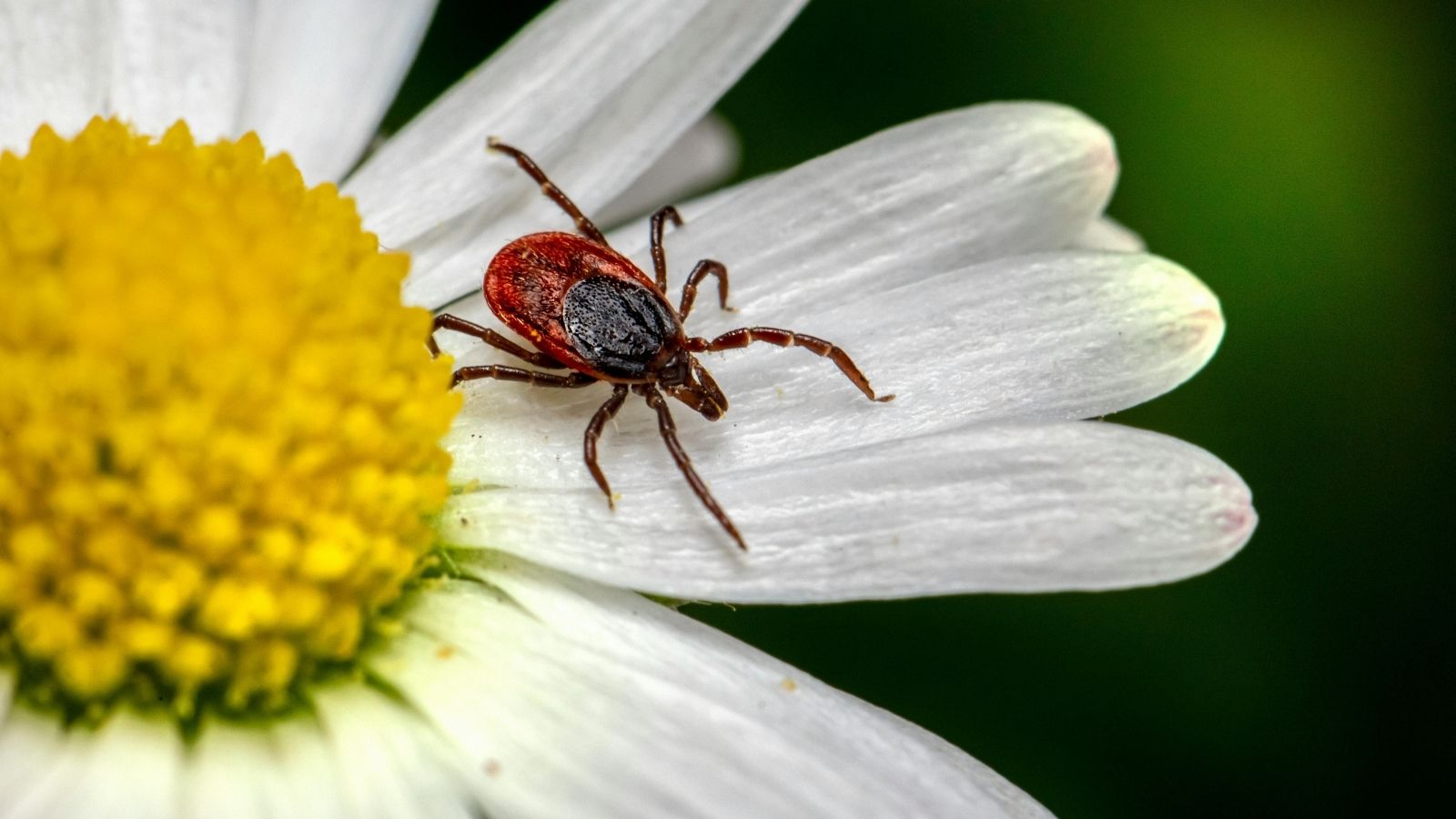 A tick on a flower