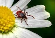 Tick Bite Emergencies Are Climbing Across the US as Outdoor Activity Increases