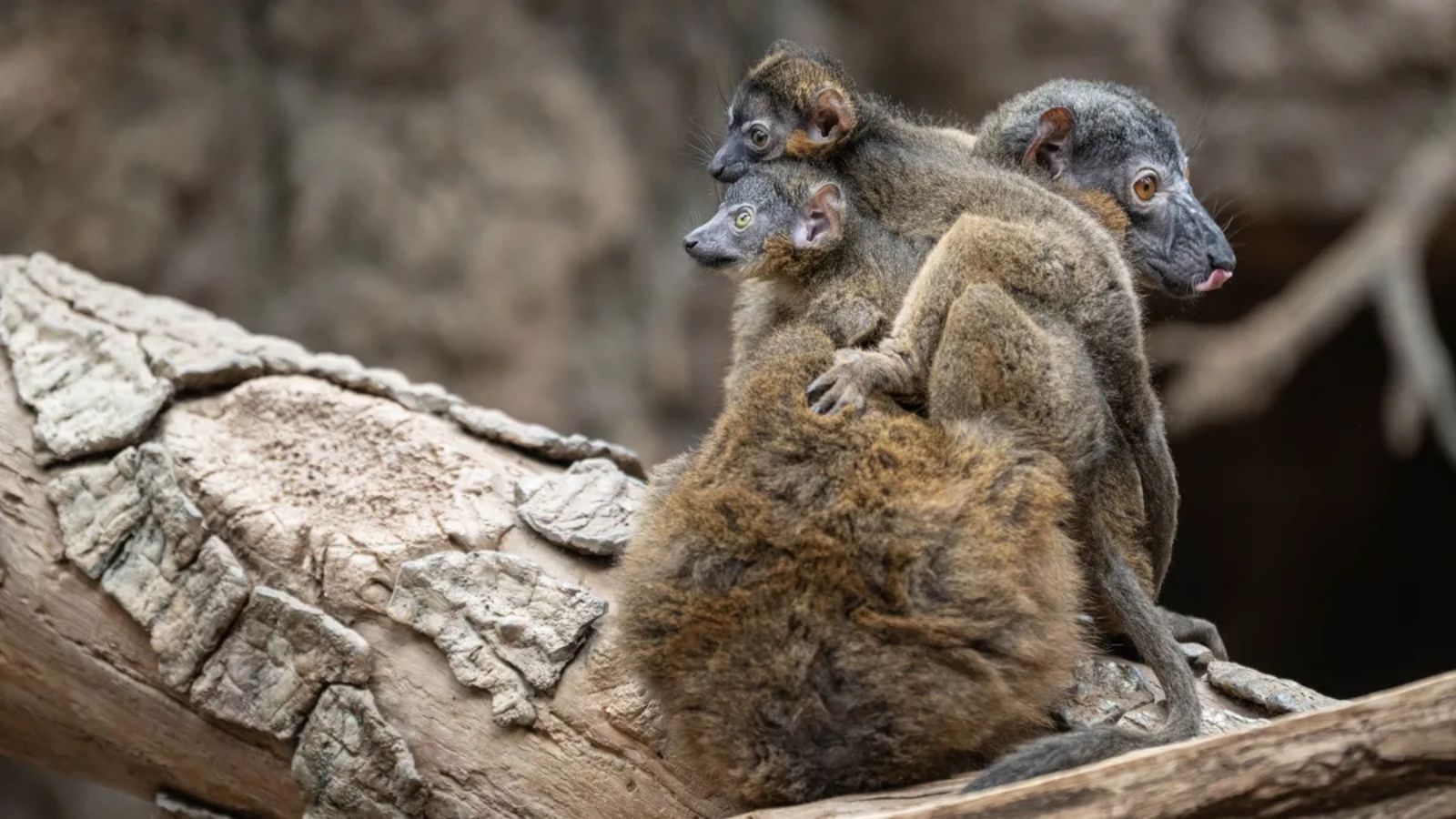 The lemur twins clinging to their mother