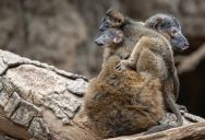 A “Critical” Victory: The Heartwarming Moment Bronx Zoo Welcomed Twins of One of the World’s Rarest Primates