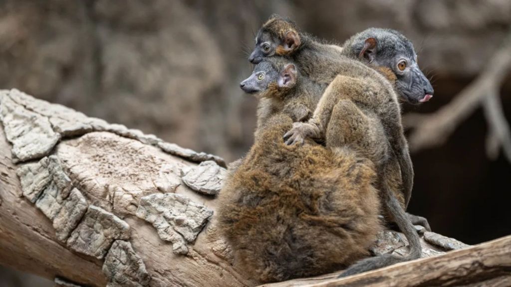 The lemur twins clinging to their mother