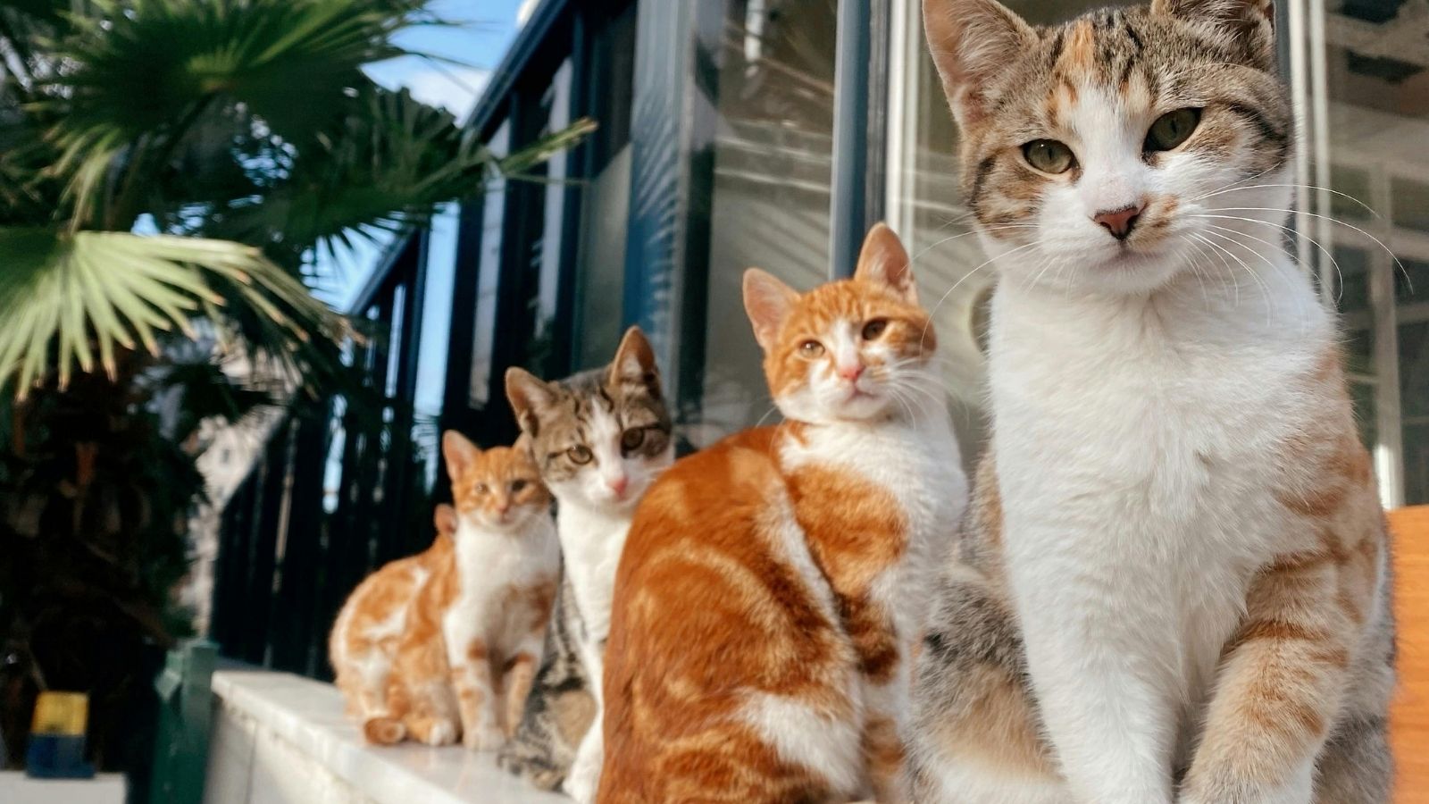 Four cats on a wall