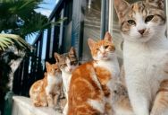 “They’re Your Cats, Not Ours”: Why Living With Pets Doesn’t Mean You Should Be Cleaning the Messes