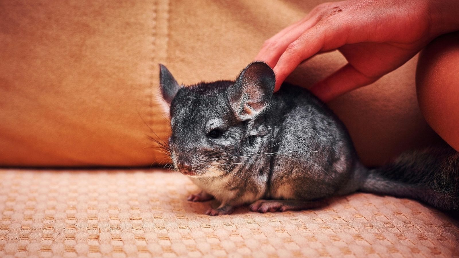 Retail Worker Buying Chinchilla Food at Another Store Cornered by Customer Who Insists She Works There A chinchilla on a couch