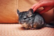 Retail Worker Buying Chinchilla Food at Another Store Cornered by Customer Who Insists She Works There