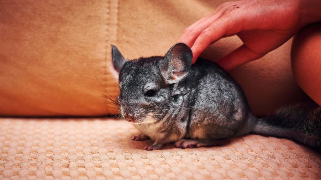 A chinchilla on a couch