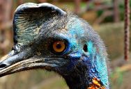 They’re Six Feet Tall, Run Fifty Kilometres Per Hour, And Possess Five-Inch, Razor-Sharp Claws – But There Is Still So Much To Love About The World’s Most Dangerous Bird