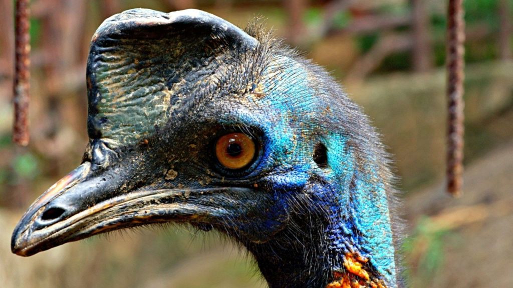 A close-up of a cassowary
