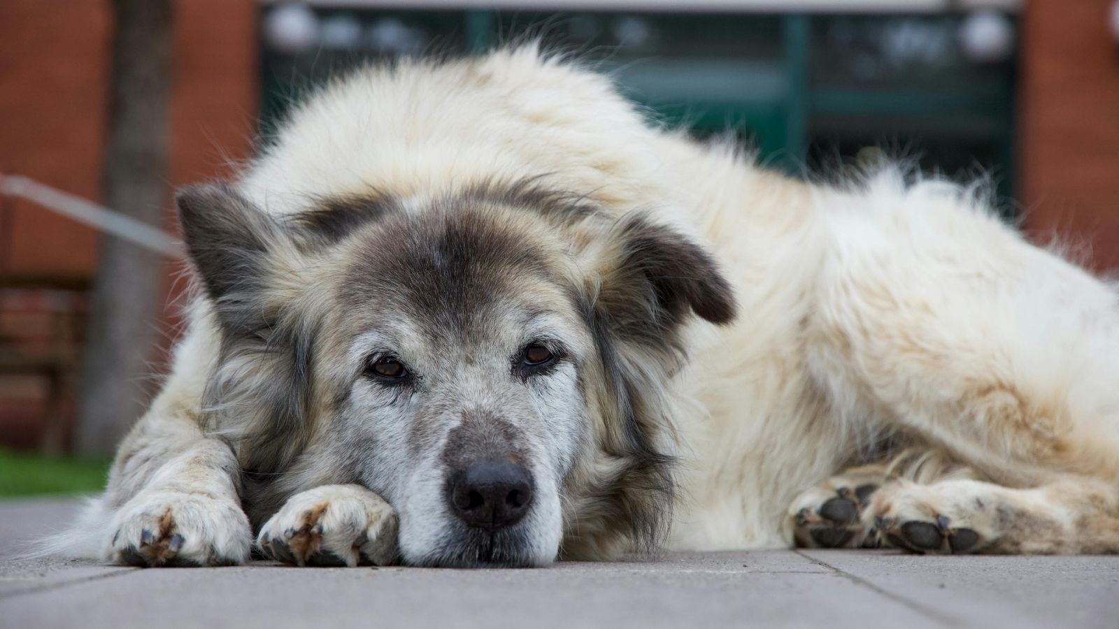 An elderly dog