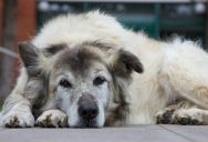 The Backyard Burial Ledger: How a Dog’s Scheduled Euthanasia Exposed a Family’s History of Animal Crimes