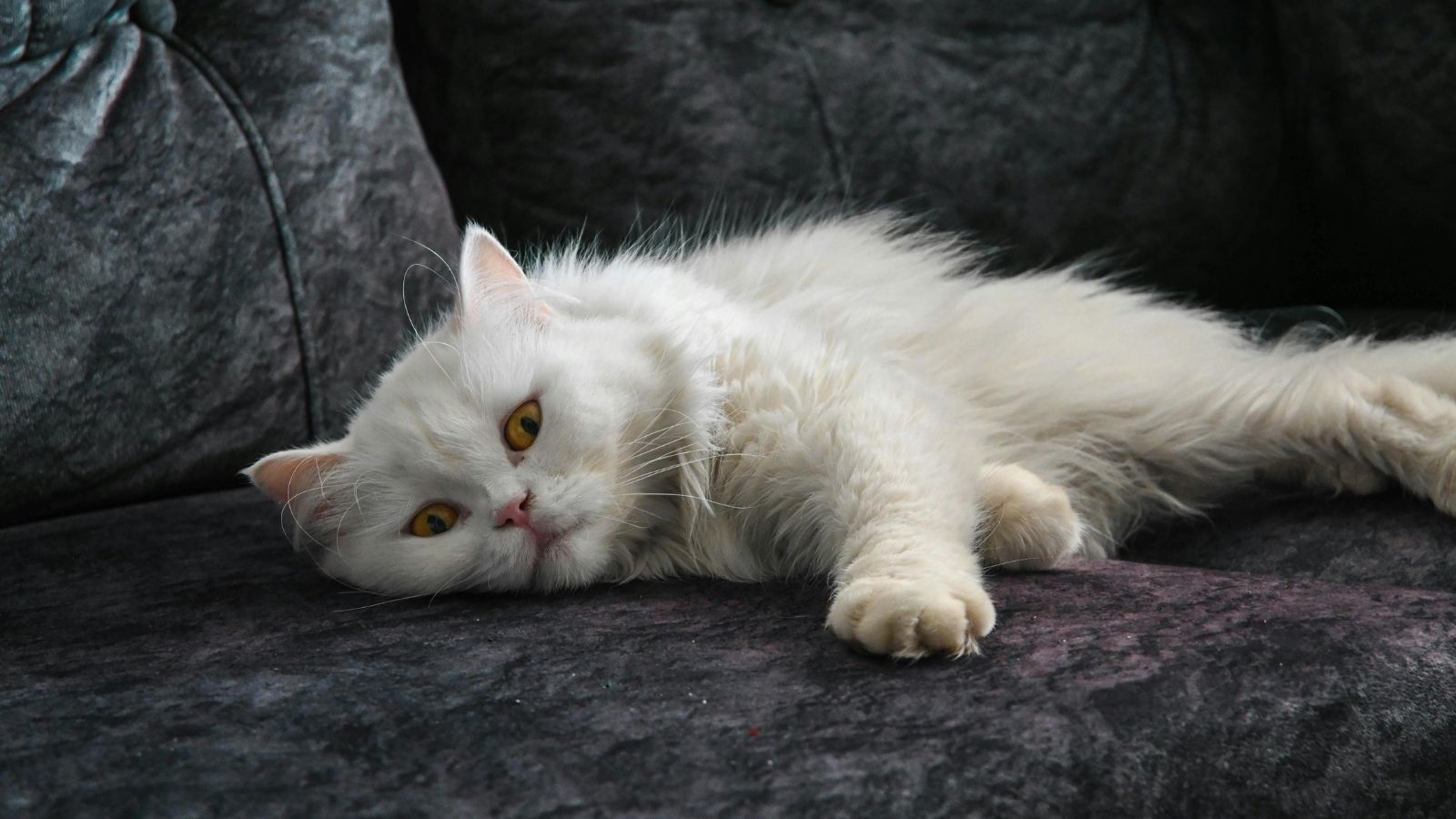 A white cat on a couch