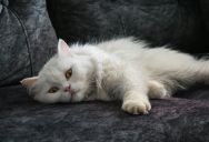 She Only Wanted to Visit Her Parents—So Why Is Her Sister’s Pet Being Used to Keep Her Away From the Family?