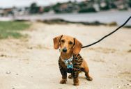How a Thoughtless Roommate Turned Her New Puppy Into Someone Else’s Full-Time Responsibility