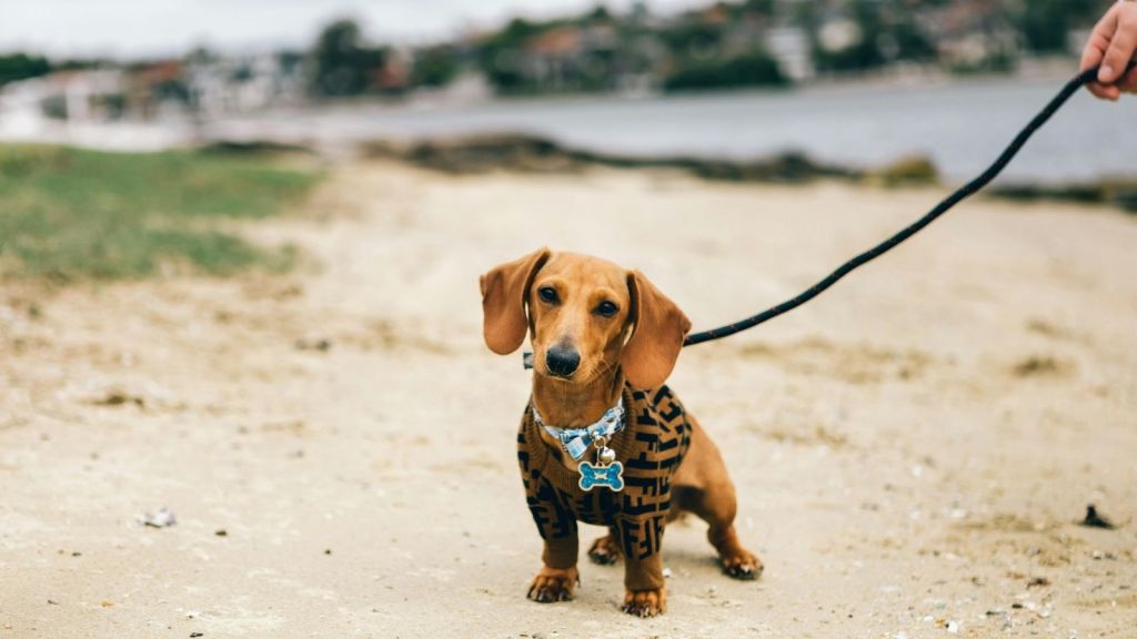 A small dog on the beach