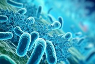 Scientists Think They’ve Solved the Mystery Behind One of History’s Earliest Epidemics