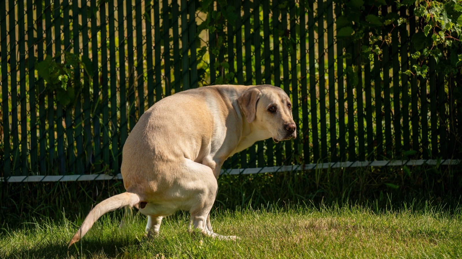Neighbor Refuses to Clean Up Dog Waste, Leading to an Unusual Three Month Response Dog pooping