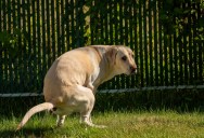Neighbor Refuses to Clean Up Dog Waste, Leading to an Unusual Three-Month Response