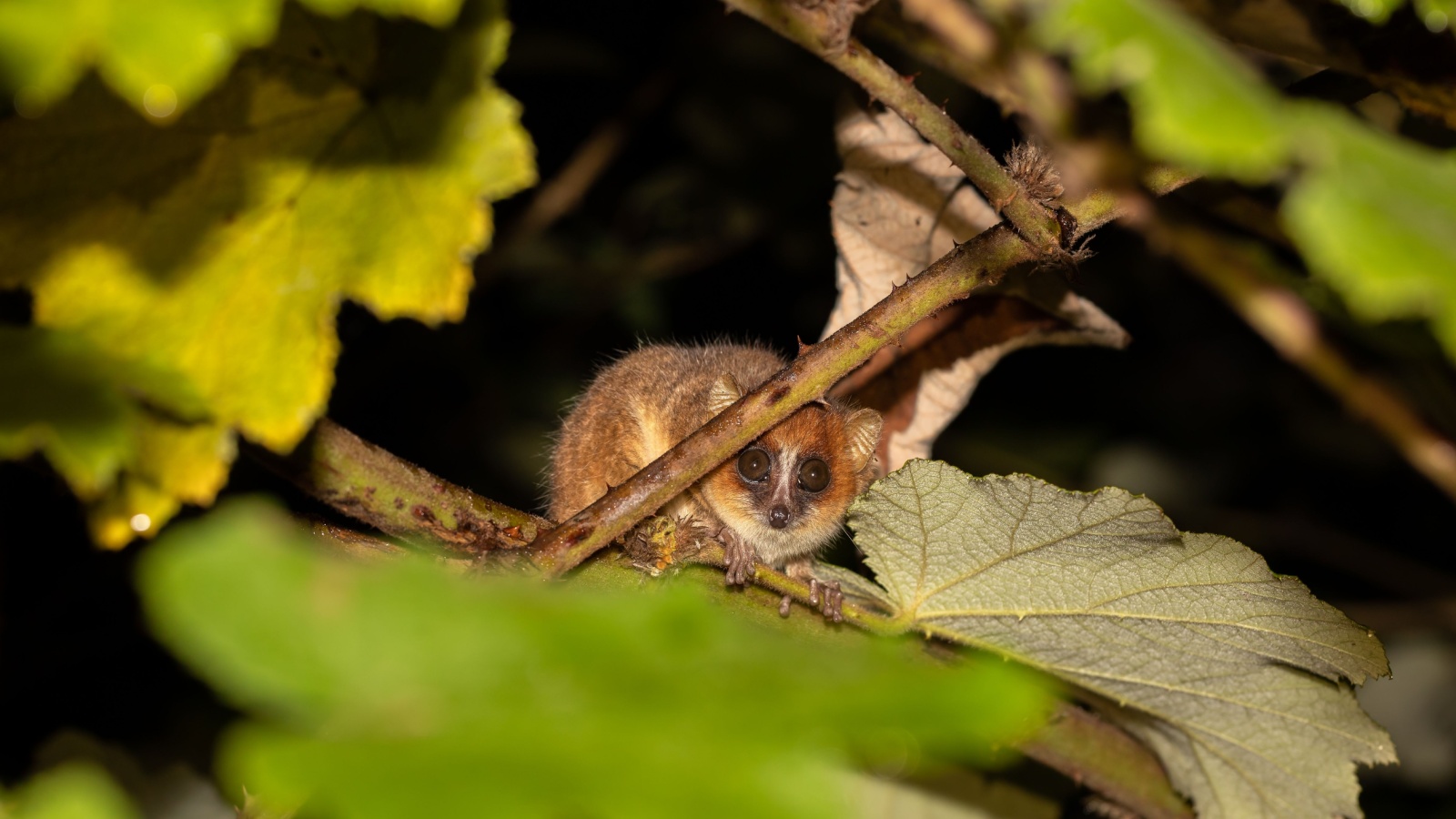 Lemur The Island Time Forgot: Why Madagascar Is Home to Wildlife You Won’t Find Anywhere Else on Earth