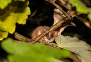 The Island Time Forgot: Why Madagascar Is Home to Wildlife You Won’t Find Anywhere Else on Earth