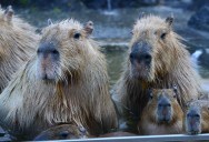 Meet The Largest Rodent Ever, Which Some Experts Say Weighed More Than A Rhino