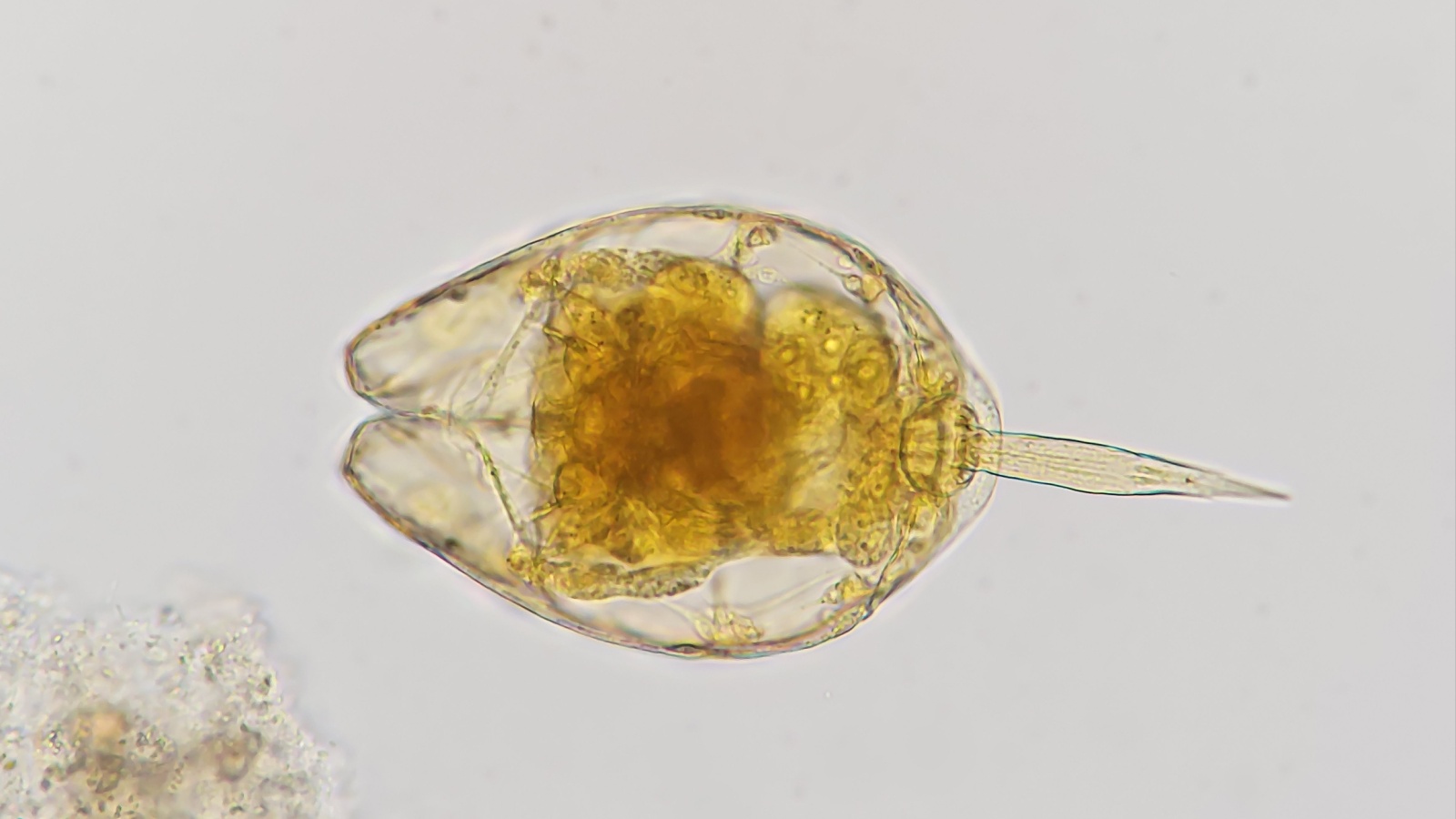 Rotifer 