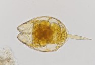 A Multicellular Organism Was Frozen In The Siberian Permafrost For 24,000 Years And When It Was Thawed Out, It Continued Living Like Normal
