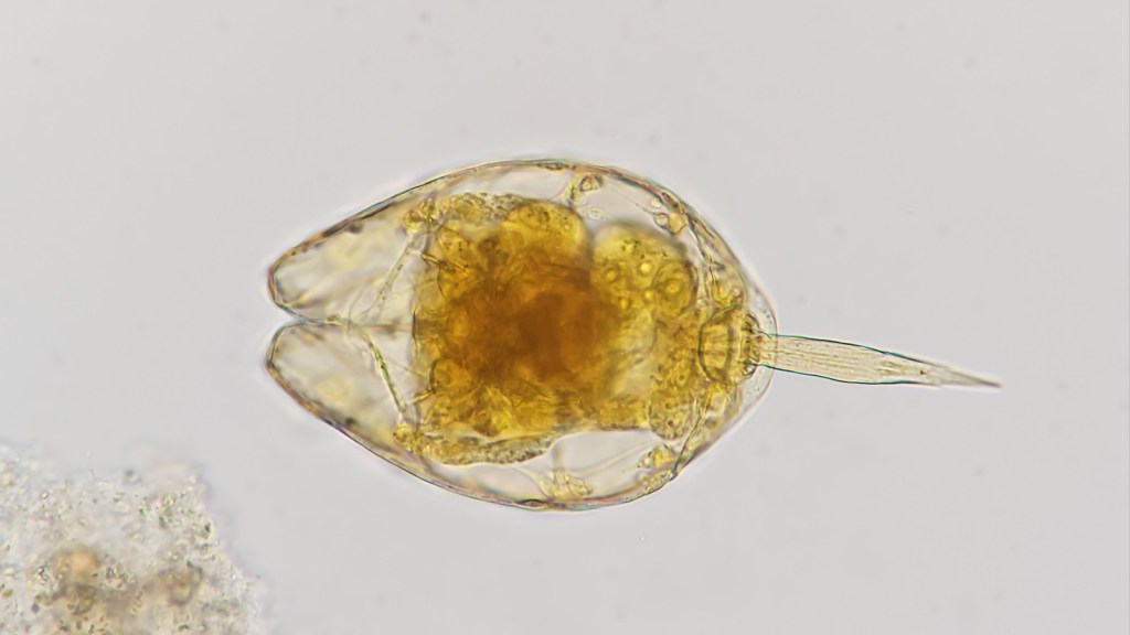 Rotifer