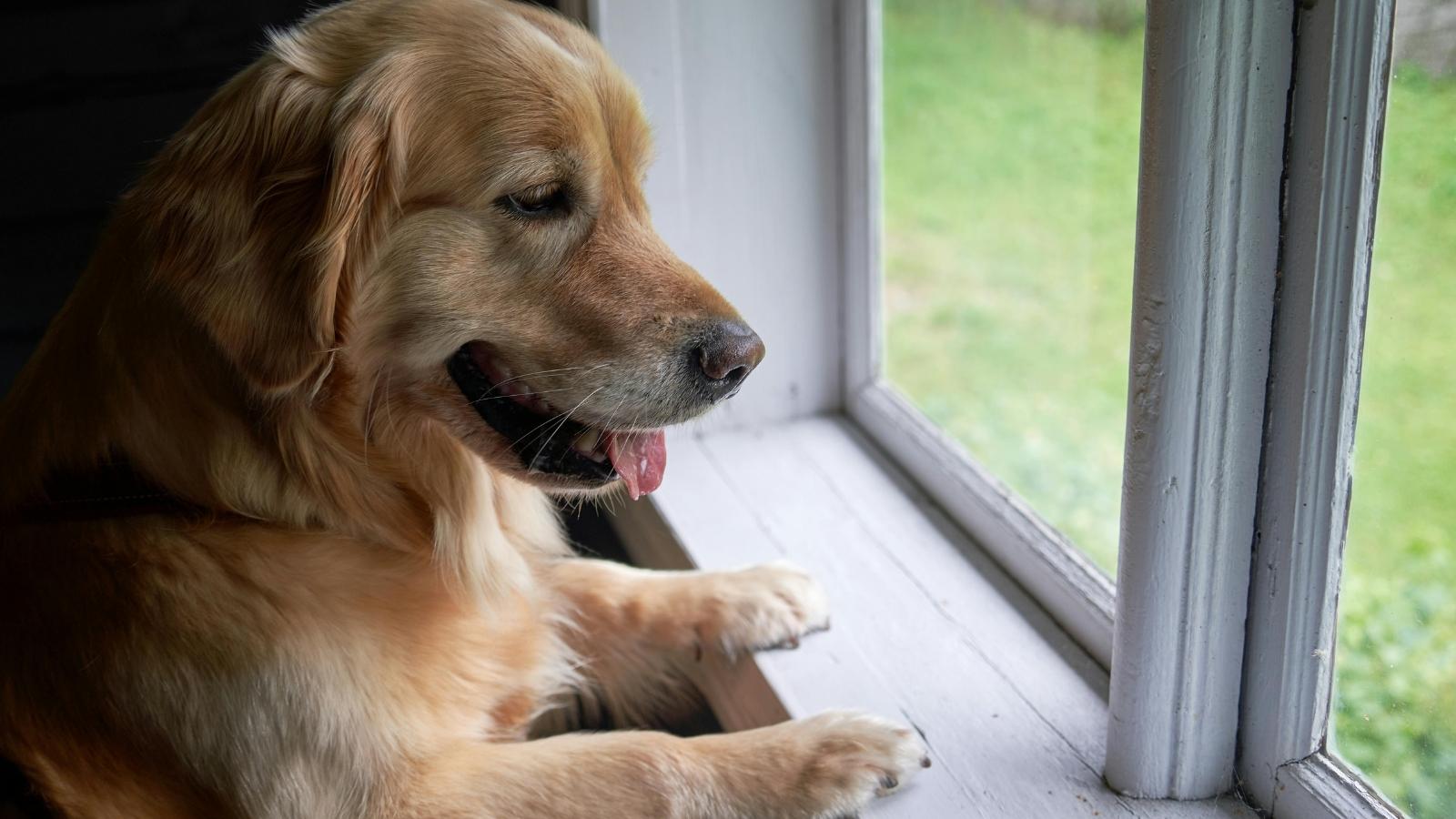Golden Retriever looking out the window into the yard