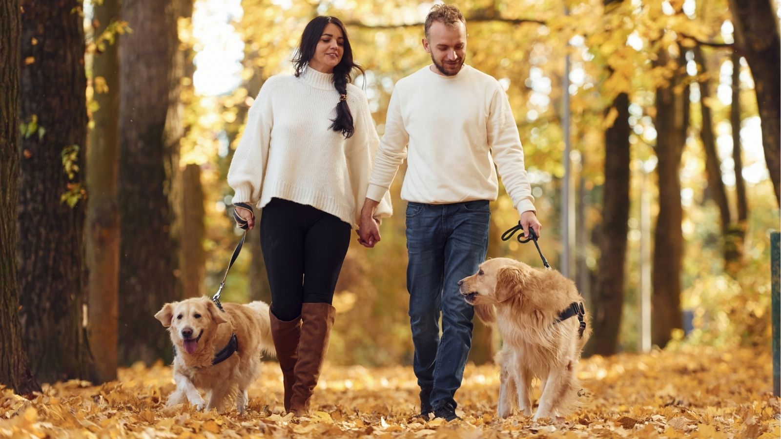 couple walking two dogs in the fall