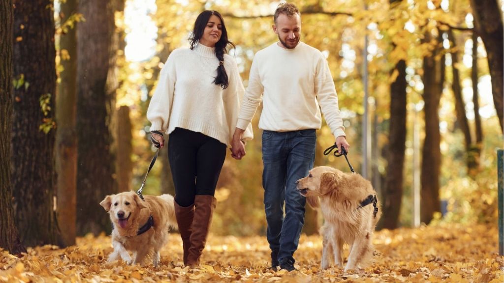 couple walking two dogs in the fall