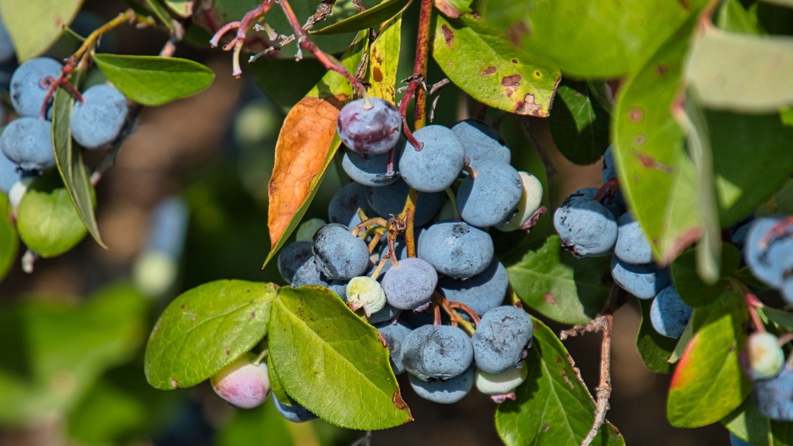 blueberries growing on a bush